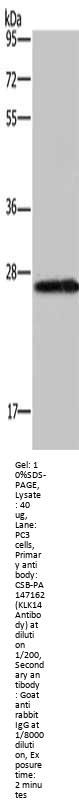 Rabbit anti-human KLK14 polyclonal antibody