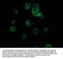 TFR2 Antibody