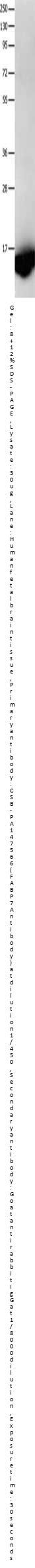 FABP7 Antibody