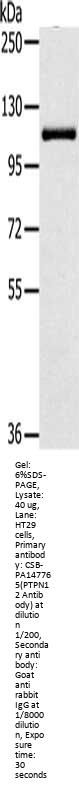 PTPN12 Antibody