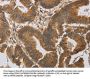 KCNMB4 Antibody
