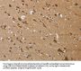 KCNMB4 Antibody