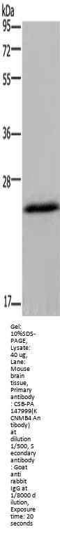KCNMB4 Antibody