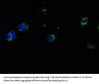 HLA-DPA1 Antibody