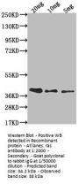 ras Antibody