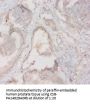 HLA-DQA2 Antibody