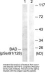 Phospho-BAD (Ser91/128) Antibody