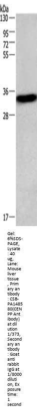 CENPP Antibody