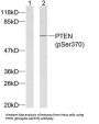 Phospho-PTEN (Ser370) Antibody