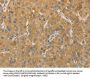 PRPSAP1 Antibody