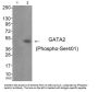 Phospho-GATA2 (Ser401) Antibody