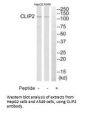 CLIP2 Antibody