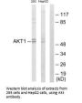 AKT1 Antibody