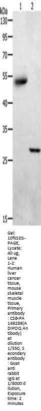 ADIPOQ Antibody
