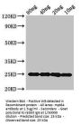 mpt64 Antibody
