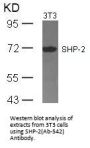 PTPN11 (Ab-542) Antibody