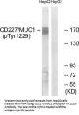 Phospho-MUC1 (Tyr1229) Antibody