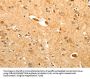 PTPN6 Antibody