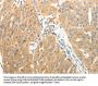 PTPN6 Antibody