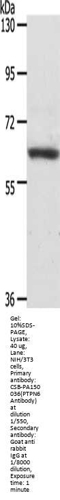 PTPN6 Antibody