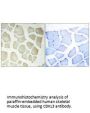 CDKL3 Antibody