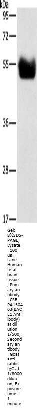 BACE1 Antibody
