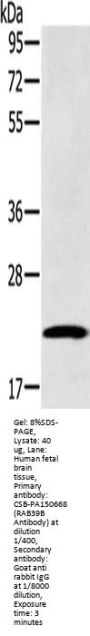 RAB39B Antibody