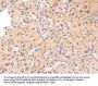 IKZF4 Antibody