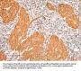 IKZF4 Antibody