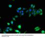 HLA-B Antibody