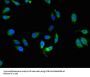 HLA-C Antibody