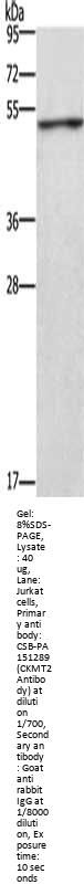 CKMT2 Antibody