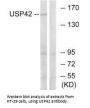 USP42 Antibody
