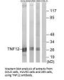 TNFSF12 Antibody
