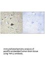 TNFSF12 Antibody