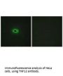 TNFSF12 Antibody