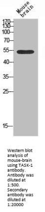 KCNK3 Antibody