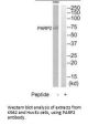 PARP2 Antibody