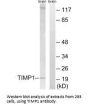 TIMP1 Antibody