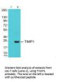 TIMP1 Antibody