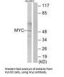 MYC Antibody