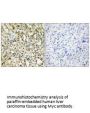 MYC Antibody