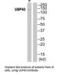 USP43 Antibody