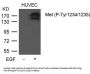 Phospho-MET (Tyr1234/1235) Antibody