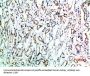 CD151 Antibody
