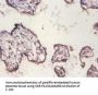 H2AFX Antibody