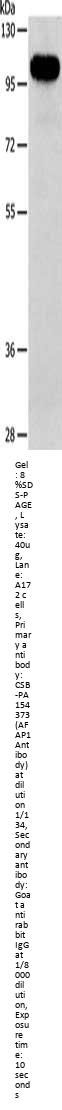 AFAP1 Antibody