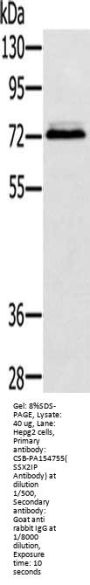SSX2IP Antibody