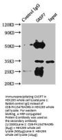 CASP7 Antibody