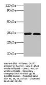 CASP7 Antibody